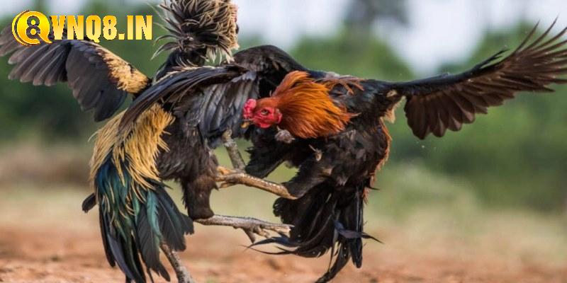 Chuyên mục ĐÁ GÀ của nhà cái có những loại hình nào nổi bật?
